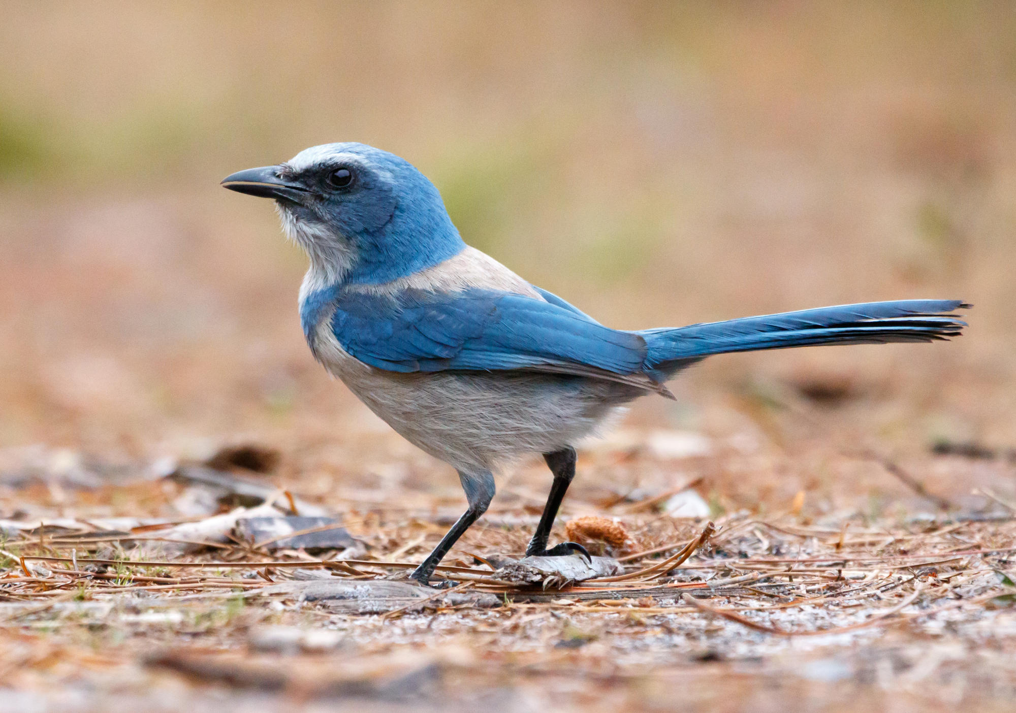 Scrub Jay (Aphelocoma coerulescens)