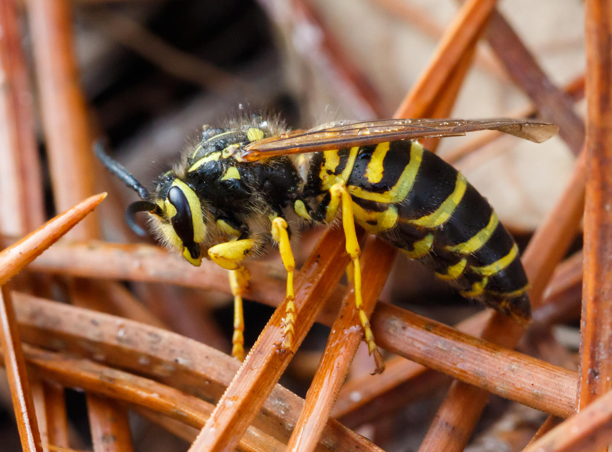 Southern yellowjacket (Vespula squamosa)